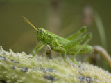 Western Ragweed Grasshopper Photographie par Joel Sartore