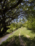 Shady Path Meanders Past Canal in the Chinese Countryside, Dajuhu, China Photographie par David Evans