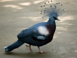 Victoria Crowned Pigeon, Asheboro, North Carolina Photographie par Joel Sartore