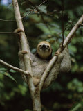 Three-Toed Sloth Nestles in the Crotch of a Young Tree, Costa Rica Photographic Print by Mattias Klum