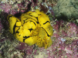 Yellow Nudibranch or Sea Slug, Notodoris Minor, Mating, Solomon Islands Photographic Print by James Forte
