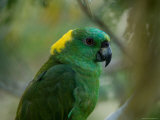 Yellow-Naped Amazon Parrot at the Zoo Photographic Print by Joel Sartore