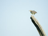 Western Meadowlark Sits on a Piece of Wood in Howes, South Dakota Photographie par Joel Sartore