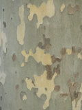 Sycamore Trees in St. Louis Photographic Print by Joel Sartore