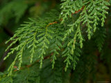 Yellow Cedar Branch and Rain Drops, Alaska Photographic Print by Ralph Lee Hopkins