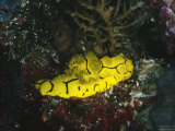 Yellow Nudibranch or Sea Slug, Notodoris Minor, Solomon Islands Photographic Print by James Forte