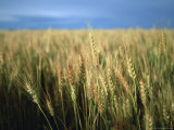 Winter Wheat in Linn, Kansas Photographie par Joel Sartore