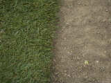 Turf is Put Down in a Family's Backyard, Lincoln, Nebraska Photographie par Joel Sartore