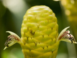 Shampoo Ginger, A Plants Used in Asia and Hawaii to Make Shampoo, Asheboro, North Carolina Photographie par Joel Sartore