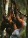 Two Orangutans Hang from Tree Limbs, Borneo Photographic Print by Mattias Klum