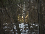Trio of Wild Does Pause in a Spot of Sunlight Photographic Print by Stephen St. John
