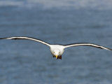 Western Gull in Flight over the Pacific, California Photographic Print by Tim Laman