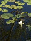 Water Lilies with White Bloom Floating on a Pond, Groton, Connecticut Photographic Print by Todd Gipstein