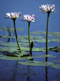 Water Lily Flowers Bloom from a Wetland Oasis in the Top End, Australia Photographie par Jason Edwards