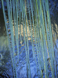 Water Ribbon Grasses, Triglochin Procera, in a River Stream, Australia Photographie par Jason Edwards