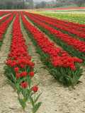 Vertical View of a Bright Red Tulip Field in Provence, France Photographic Print by Stephen Sharnoff