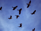 Yellow Tailed Black Cockatoo Flock in Flight against a Blue Sky, Australia Photographie par Jason Edwards