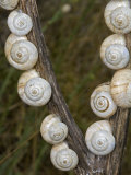 Snails with White Shells, France Photographic Print by Stephen Sharnoff