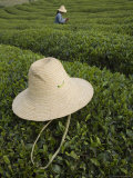 Straw Hat Rests on Tea Bush in Front of Tea Gatherer in Rural China Photographie par David Evans
