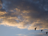 Three Migrating Sandhill Cranes at the Rowe Audubon Sanctuary Photographic Print by Joel Sartore