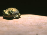 Tree Frog Rests on Sandstone Rock Photographie par Kate Thompson