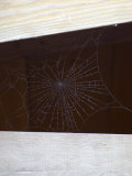 Spider Web in Wood Beams, California Lámina fotográfica Spider Web in Wood Beams, California Lámina fotográfica