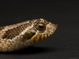 Western Hognosed Snake at the Sunset Zoo Photographie par Joel Sartore