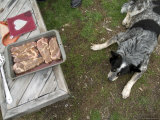 Steaks Cooked on Pitchforks at the Switzer Ranch, Burwell, Nebraska Photographie par Joel Sartore