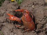 Upland Burrowing Crayfish in a Burrow Photographic Print by George Grall