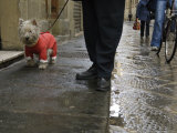 White Dog in the Street, Florence, Italy Fotografisk trykk av Brimberg & Coulson