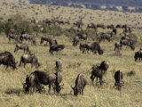 Wildebeeste Herd Feeding on a Vast Savannah Plain During Migration Photographie par Jason Edwards