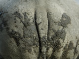 White Rhino's Muddy Rear End at the Henry Doorly Zoo in Nebraska Photographie par Joel Sartore
