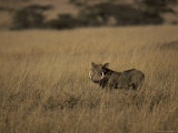 Warthog Portrait on Savannah Grassland with Large Tusks and Ears Alert, Serengetti, Tanzania Photographic Print by Jason Edwards