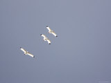 Three White Ibises White Ibis Soar over Tampa Bay Photographic Print by Tim Laman