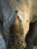 White Rhino at the Omaha Zoo, Nebraska Photographie par Joel Sartore