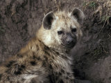 Young Spotted Hyena Pup Rests in the Shade of a River Bank Photographic Print by Jason Edwards