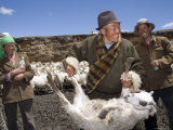 Sheep Herder and his Family Prepare to Innoculate their Flock, Qinghai, China Photographic Print by David Evans