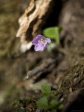 Tiny Purple Flower Growing on the Forest Floor, Shennongjia, China Photographic Print by David Evans