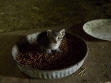 Very Young Kitten in a Barn at the Fenton Farm near Greenleaf, Kansas Photographie par Joel Sartore