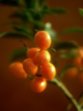 Kumquats (Fortunella Spp.) on Branch Photographic Print by Richard Sprang
