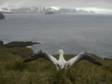 Wandering Albatross About to Fly Photographic Print by Ralph Lee Hopkins