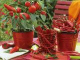 Peppers and Chili Peppers in Red Enamel Buckets Photographic Print by Friedrich Strauss