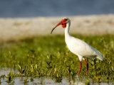 White Ibis Forages Among Mangrove Seedlings, Tampa Bay, Florida Photographie par Tim Laman