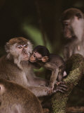 Young Long-Tailed Macaque Nuzzles its Mother, Borneo Photographic Print by Mattias Klum