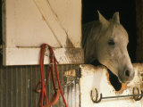 White Horse Sticks his Head Out of his Stall Photographie par Kate Thompson