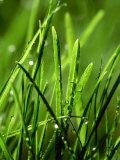 Blades of Grass with Dewdrops Photographic Print by Dirk Olaf Wexel