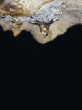 Water Drop Seeps from a Stalagtite Calcite Deposit on a Cave Roof, Australia Photographie par Jason Edwards