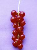 Bunch of Redcurrants Photographic Print by Marc O. Finley