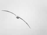 Wandering Albatross in Flight Lámina fotográfica por Ralph Lee Hopkins Wandering Albatross in Flight Lámina fotográfica por Ralph Lee Hopkins