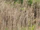 Wild Grasses Grow Along the Shore Line of Lake Murray, South Carolina Photographie par Heather Perry